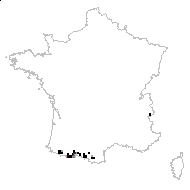 Bupleurum pyrenaicum Willd. - carte des observations