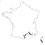 Onopordum floccosum Boiss. - carte des observations
