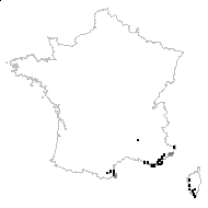 Phagnalon sordidum subsp. telonense (Jord. & Fourr.) Marnac & A.Reyn. - carte des observations