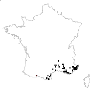 Phagnalon sordidum (L.) Rchb. - carte des observations