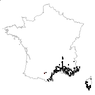 Picridium vulgare Desf. - carte des observations