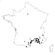Scorzonera paucifida Lam. - carte des observations