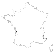 Cineraria aurantiaca Hoppe ex Willd. - carte des observations