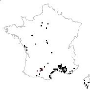 Cirsium maculatum Scop. - carte des observations