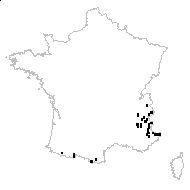 Solidago virgaurea var. alpina Murith - carte des observations