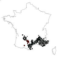 Staehelina rosmarinifolia Cass. - carte des observations