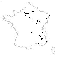 Orchis holosericea Burm.f. - carte des observations