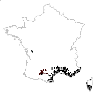 Tragopogon verticillatus Lam. - carte des observations