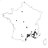 Anchusa vulgaris (Tausch) Dumort. - carte des observations