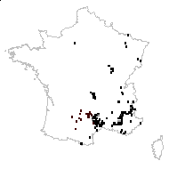 Caucalis barcinonensis Sennen - carte des observations