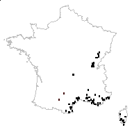 Cynoglossum pictum Aiton - carte des observations