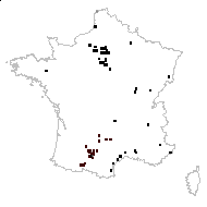 Sinapis foliosa Willd. - carte des observations