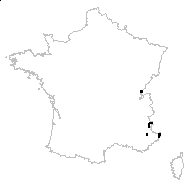 Cineraria integrifolia (L.) L. - carte des observations