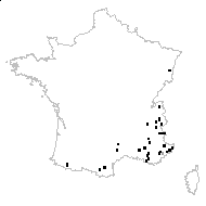 Turritis auriculata (Lam.) Fourr. - carte des observations