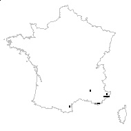 Brassica oleracea subsp. pourretii Rouy & Foucaud - carte des observations