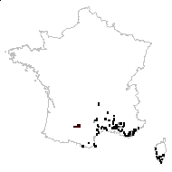 Bunias brachyptera Jord. - carte des observations