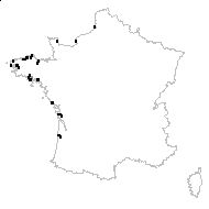 Cochlearia anglica var. motelayi Rouy & Foucaud - carte des observations
