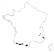 Brassica densiflora Jord. - carte des observations