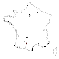 Senebiera didyma (L.) Pers. - carte des observations