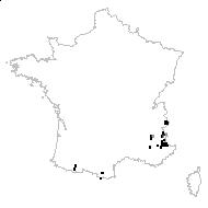 Erysimum pumilum var. parvulum (Jord.) Rouy & Foucaud - carte des observations