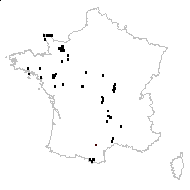 Lepidium corrigioliforme Pau - carte des observations