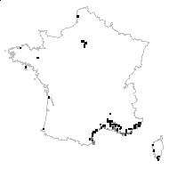 Lepidium fragrans Willd. - carte des observations