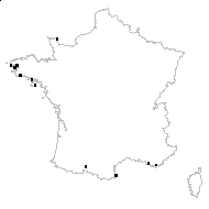 Raphanus maritimus subsp. landra (Moretti ex DC.) Maire - carte des observations