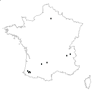 Buddleja curvifolia Carrière - carte des observations