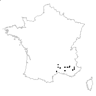 Campanula glomerata proles cervicarioides (Schult.) Rouy - carte des observations