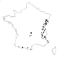Trachelioides latifolia (L.) Opiz - carte des observations
