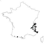 Rapunculus ovatus Bubani - carte des observations