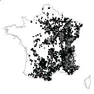 Lonicera xylosteum var. glabrescens Zabel - carte des observations