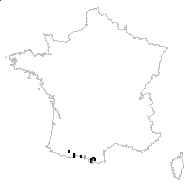 Cerastium pyrenaicum J.Gay - carte des observations