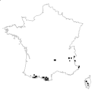 Paronychia trinervis Dulac - carte des observations