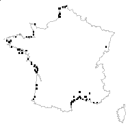 Salsola kali subsp. rosacea (L.) Celak. - carte des observations