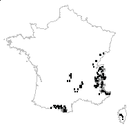 Angelica ostruthium (L.) Lag. - carte des observations