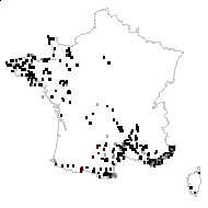 Umbilicus rupestris (Salisb.) Dandy - carte des observations