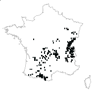 Scabiosa dipsacifolia Host - carte des observations