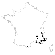 Scabiosa mollis Willd. ex Schltdl. - carte des observations