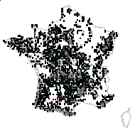 Calluna sagittifolia Gray - carte des observations