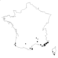 Acacia affinis Sweet - carte des observations