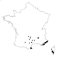 Cytisus villosus Pourr. - carte des observations