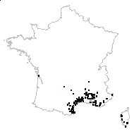 Lathyrus cicera L. - carte des observations