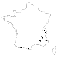 Papaver alpinum L. - carte des observations