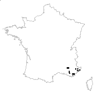 Aristolochia pallida Willd. - carte des observations