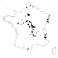 Draba cheirifolia Bergeret - carte des observations