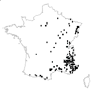 Campanula rapunculiformis St.-Lag. - carte des observations