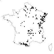 Cardamine siifolia Sennen - carte des observations