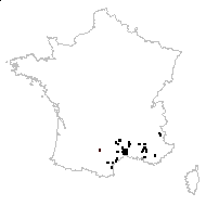 Centaurea centauroides sensu Gouan - carte des observations