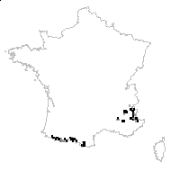 Hieracium pumilum L. - carte des observations